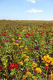 《寂静岭2：重制版》M站均分87 有足够的惊喜